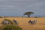 Safari Kenya 0301.jpg